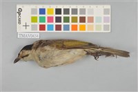 藏品(烏頭翁)的圖片